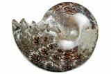 Polished Agatized Ammonite (Phylloceras?) Fossil - Madagascar #213771-1